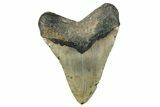Fossil Megalodon Tooth - North Carolina #273027-2
